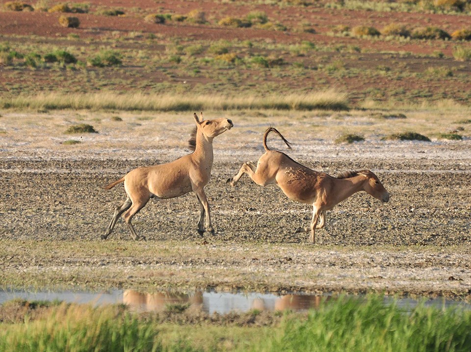 Two khulan near a watering hole. One is raising its rear legs in what looks like a kick towards the one khulan. The second khulan is raising its head to avoid the kick.