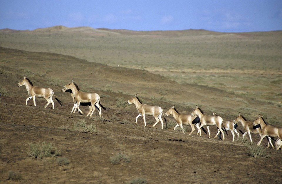 A group of khulan walk nearly in single file on the rolling landscape of Mongolia.