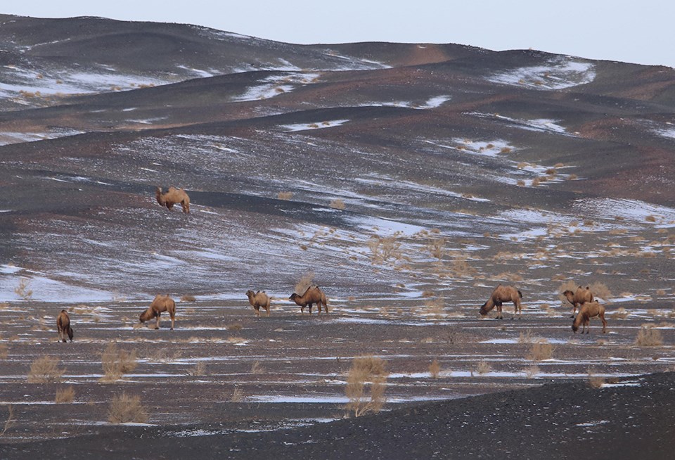 A group of camels loosely standing together on the rolling landscape. Several have their heads down as if they are grazing. One seems to be standing at alert.