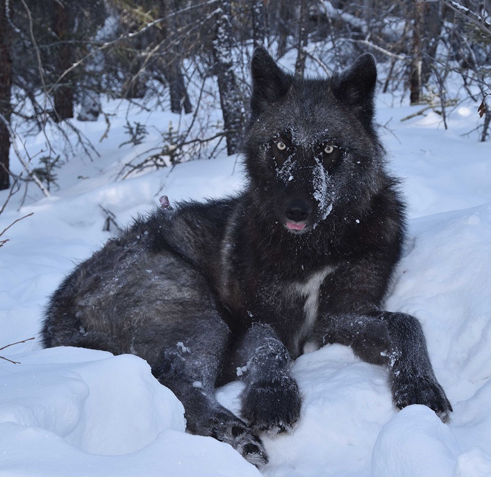 A close up of a wolf sitting in the snow. It seems to be relaxed with snow collected on the sides of the snout. The wolf appears dark in color next to the snow.