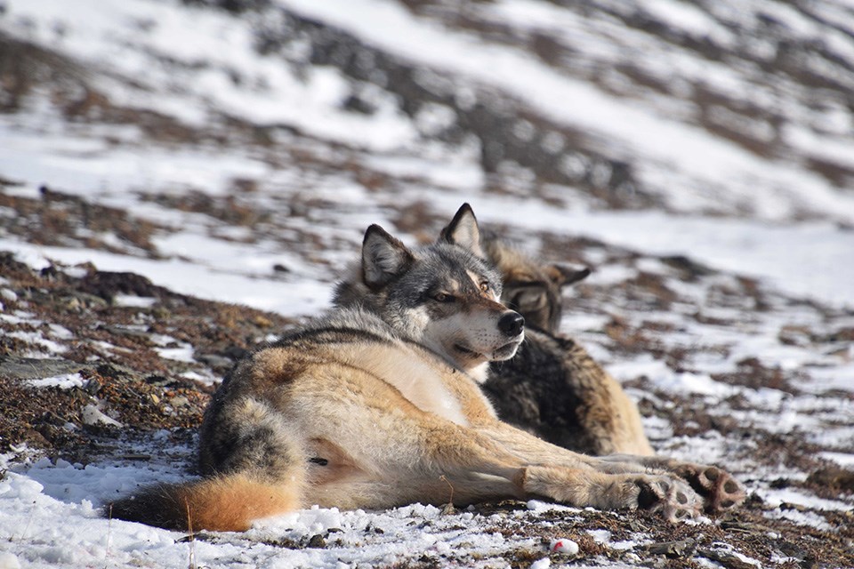 Two wolves laying on the ground next to each other. One is looking at the camera. Thee is a small dusting of snow on the ground.