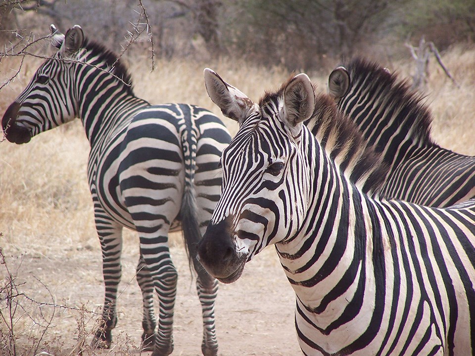 Three zebras stand near the camera. They black and white stripes are very prominent. The animals visually appear to be horse-like, the mains are short and appear to be stiff.