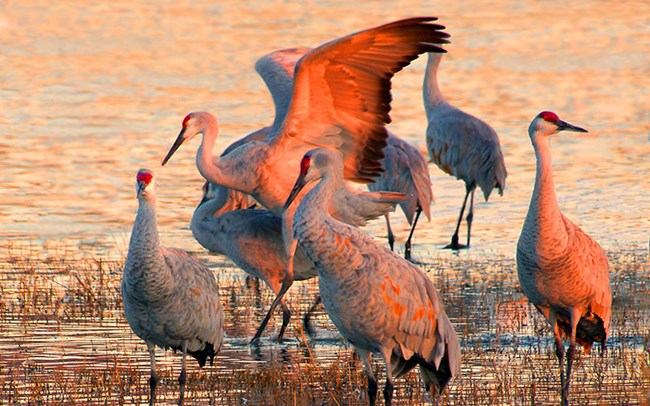 Sandhill Cranes gather in shallow water.