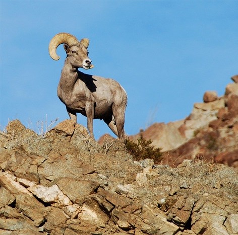 A ram with heavy, curving horns stands on top of a rocky outcrop.
