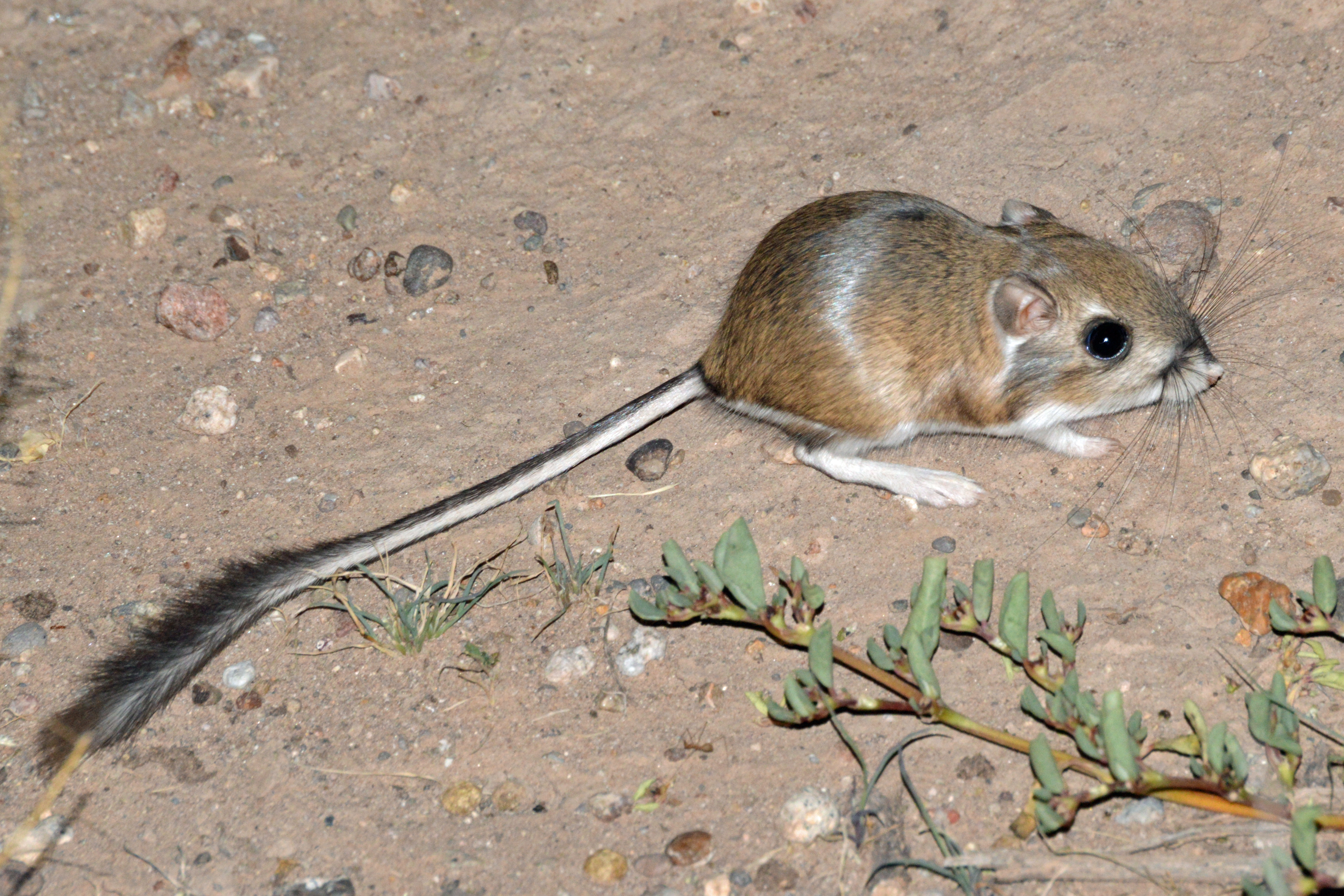 Rat, Rodent Species, Habitats & Characteristics