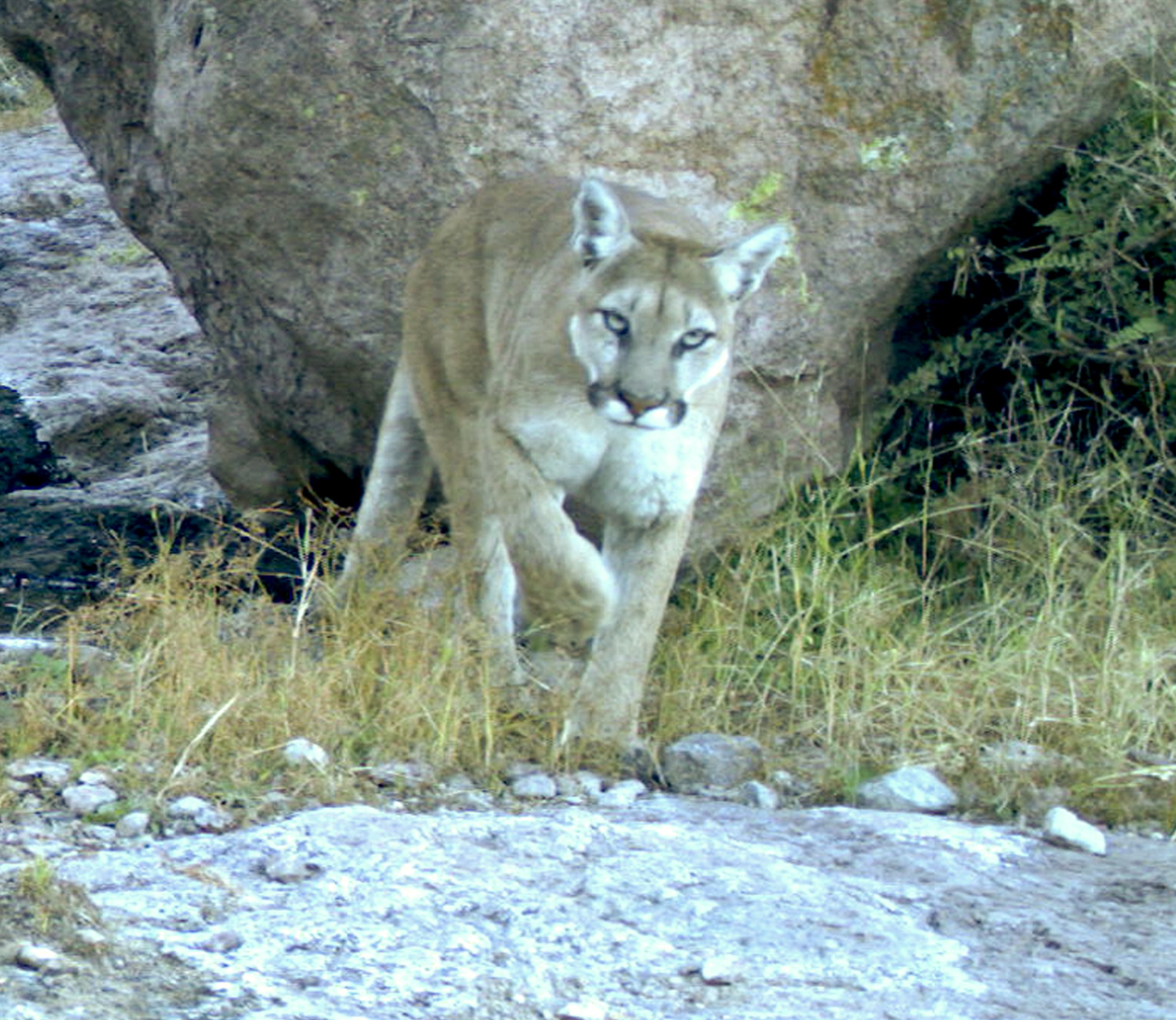 Cougar Ear Markings