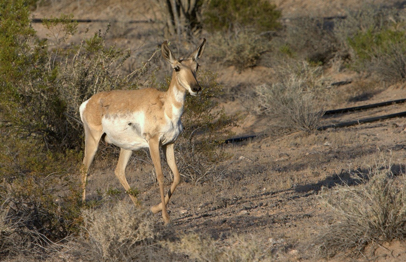 A pronghorn doe with small button-horns looks ahead.