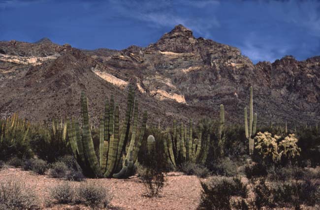 Organ Pipe Cactus Organ Pipe Cactus National Monument U S