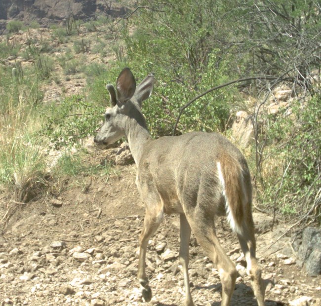 a whitetail buck is walking away from a camera, with distinct white-bordered brown tail in view.
