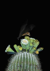 Lesser Long-nosed Bats - Organ Pipe Cactus National ...