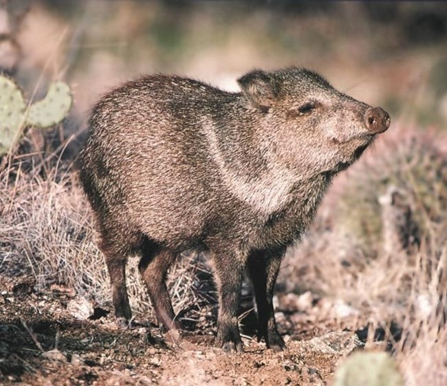 A javelina lifting their nose to the air. The white "collar" is obvious.