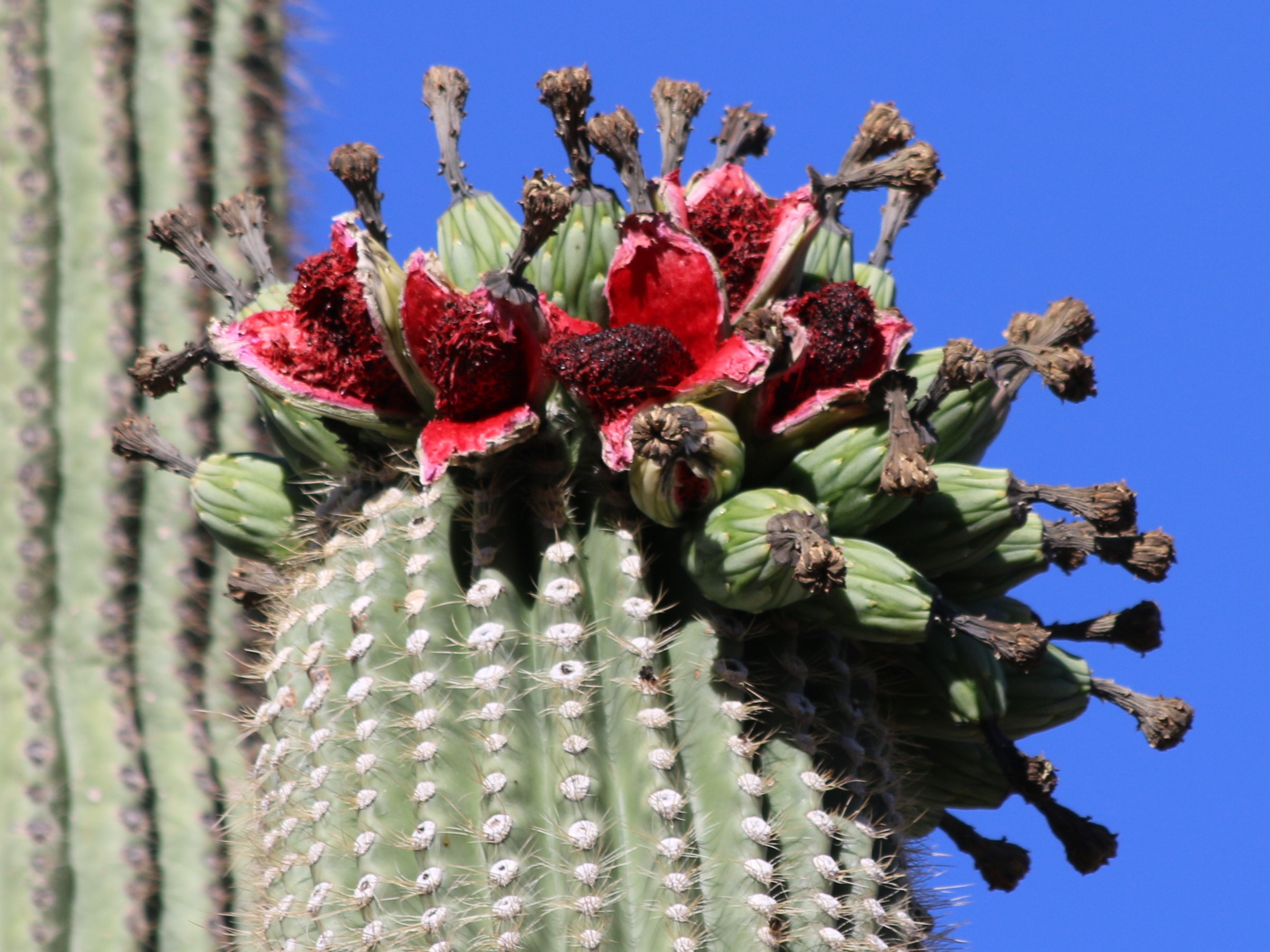 Saguaro Cactus - Organ Pipe Cactus National Monument (U.S. National ...
