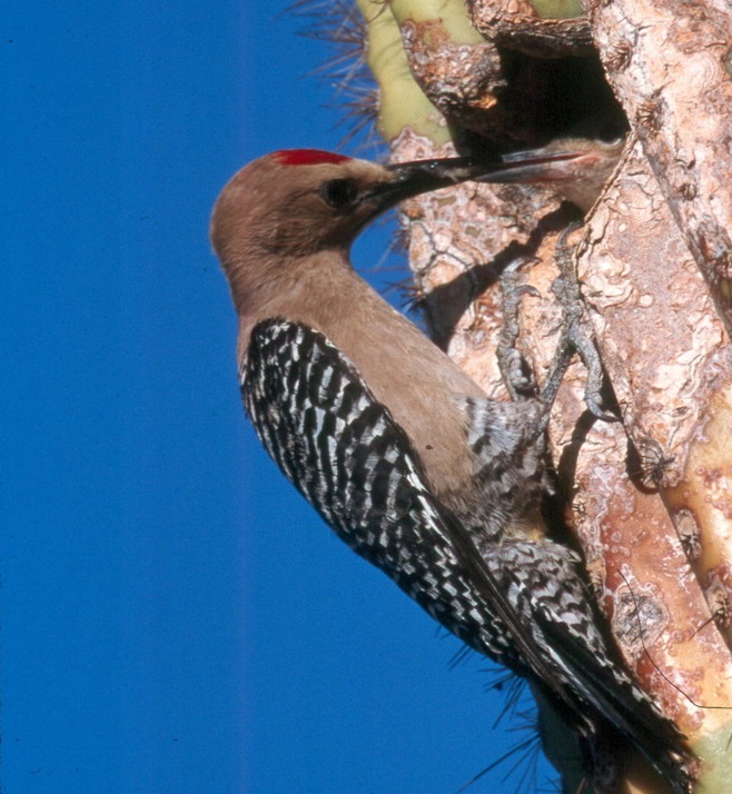 Birds - Organ Pipe Cactus National Monument (U.S. National Park Service)