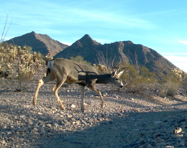 A mule deer buck walking through a wash, black-tipped tail visible.