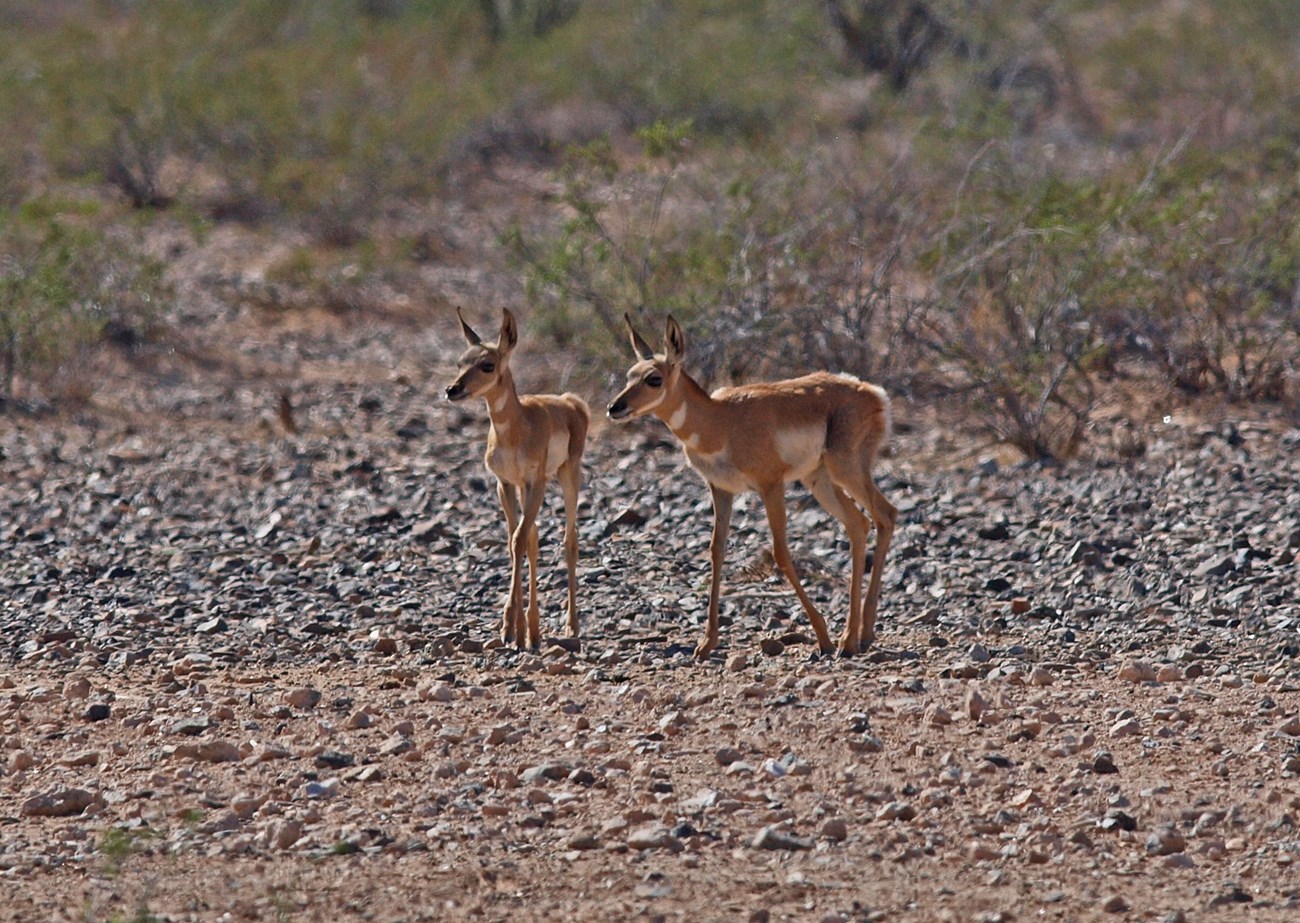 Two pronghorn fawns stand alert.
