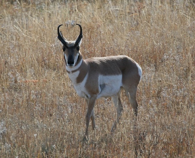 A pronghorn buck stands in a grassy area with horns and coloration visible.