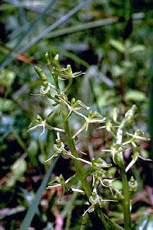 Loesel's Twayblade with green stalk and small yellow flowers