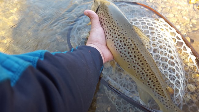 A Brown Trout caught on the Current River