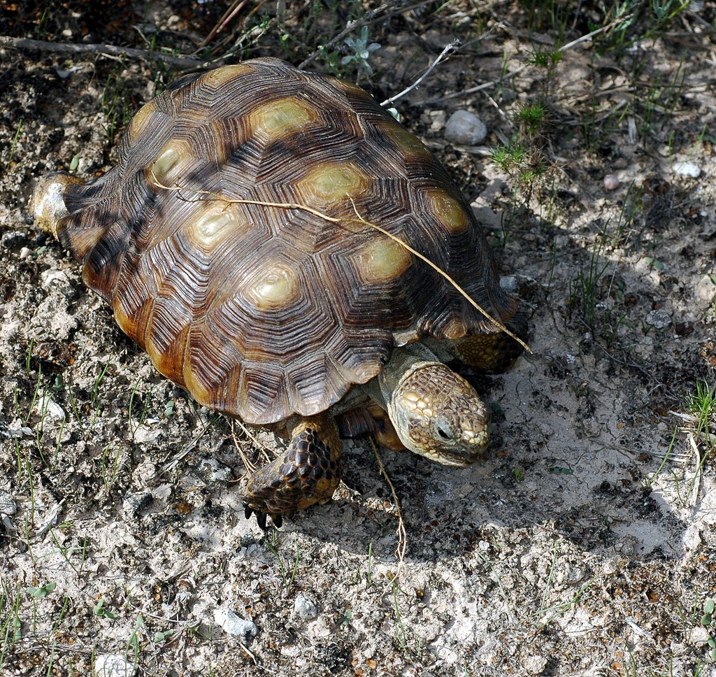 texas-tortoise-monitoring-at-palo-alto-battlefield-u-s-national-park