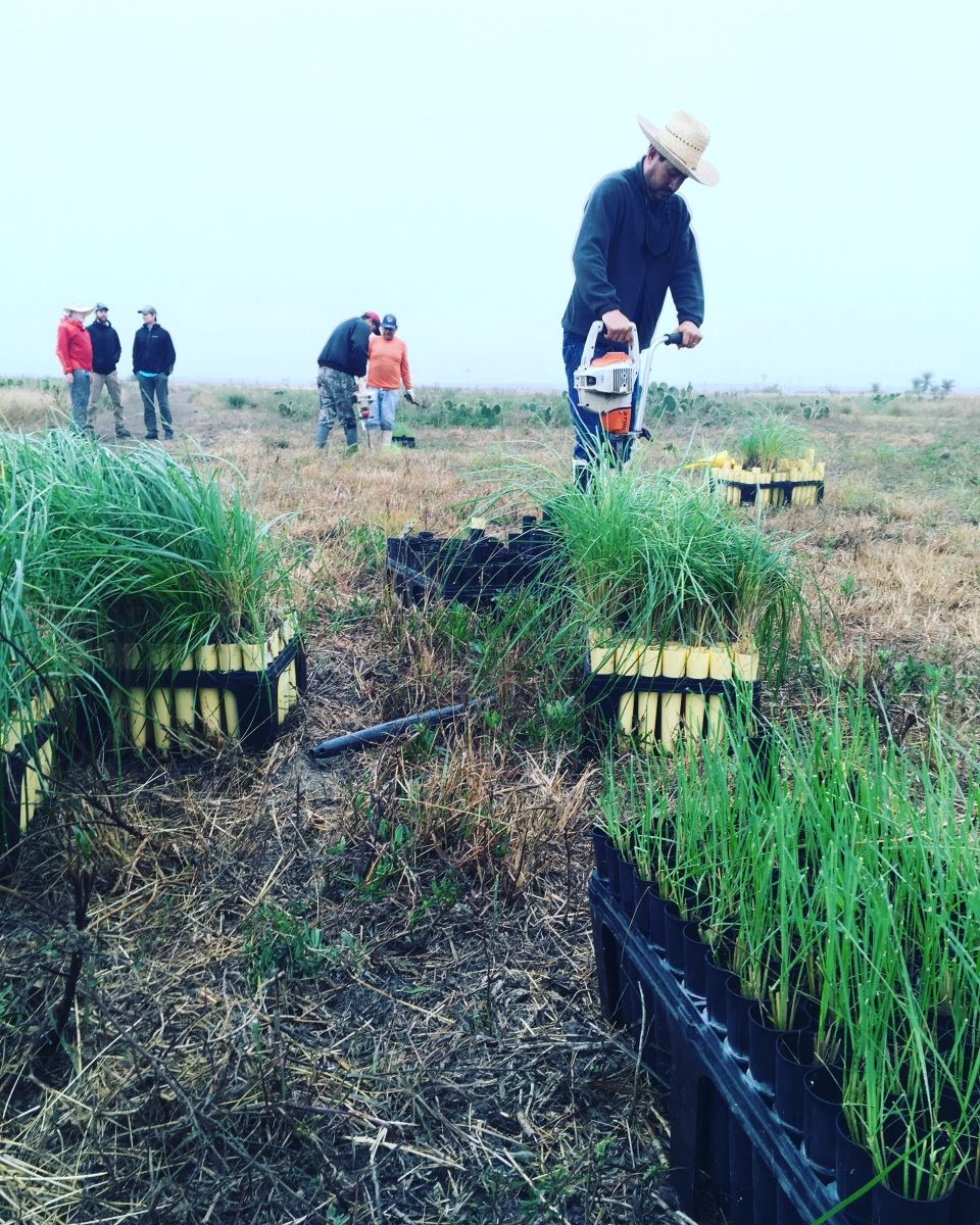 People using augers to plant cordgrass plugs