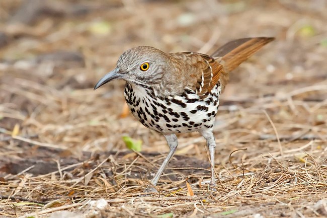 A Long-billed Thrasher at Laguna Atascosa National Wildlife Refuge, Texas, USA.