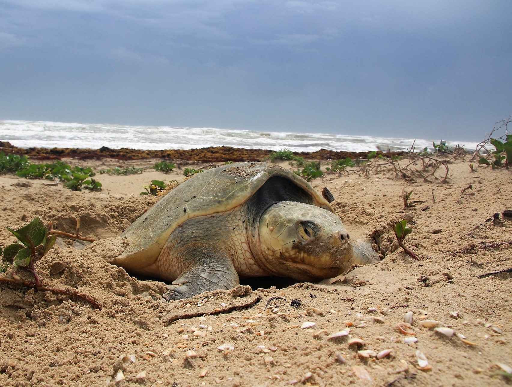 How Can I See a Sea Turtle? - Padre Island National Seashore (U.S. National Park Service)