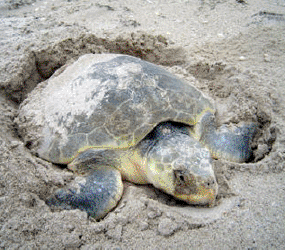 sea turtle digging nest