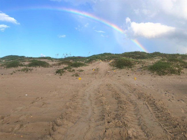 Tracks on the beach leading from the water to the dunes from a sea turtle dragging its body across the sand. Sand dunes and a rainbow are in the background.