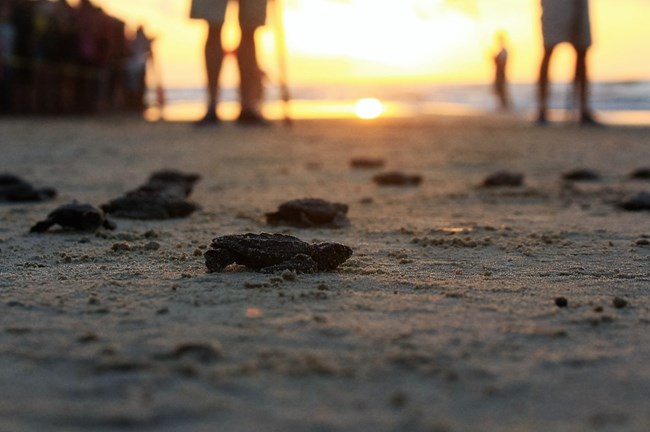 Hatchlings at Sunrise.