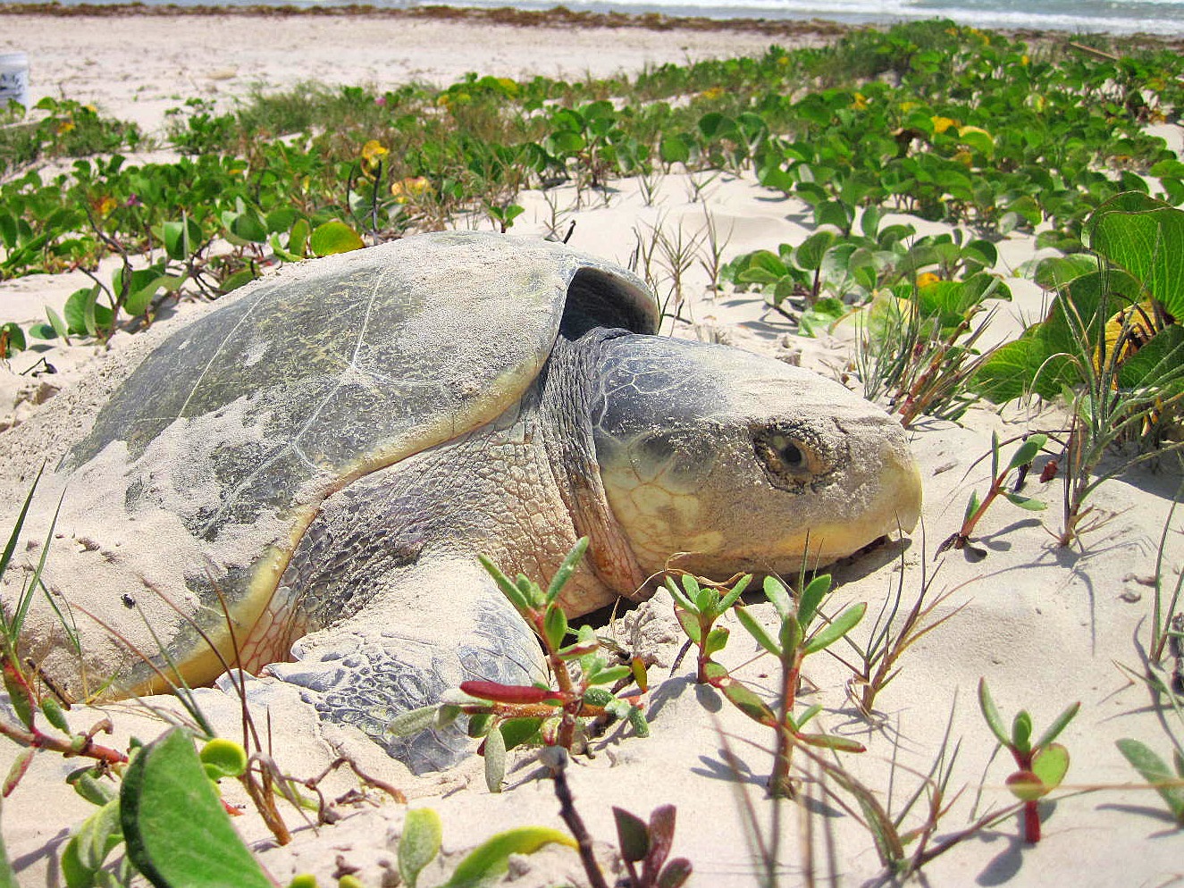 Current Sea Turtle Nesting Season - Padre Island National Seashore (U.S. National Park Service)