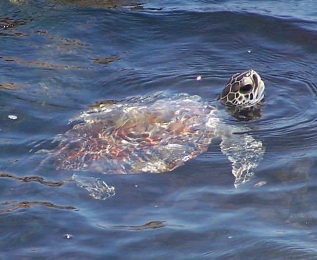 A juvenile green sea turtle swims around jetty rocks with its head out of the water.