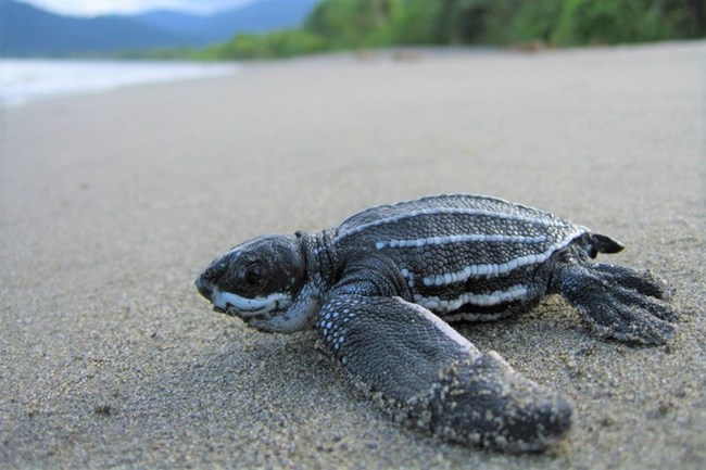 A Leatherback hatchling resting on the sandy beach with green vegetation in the background.