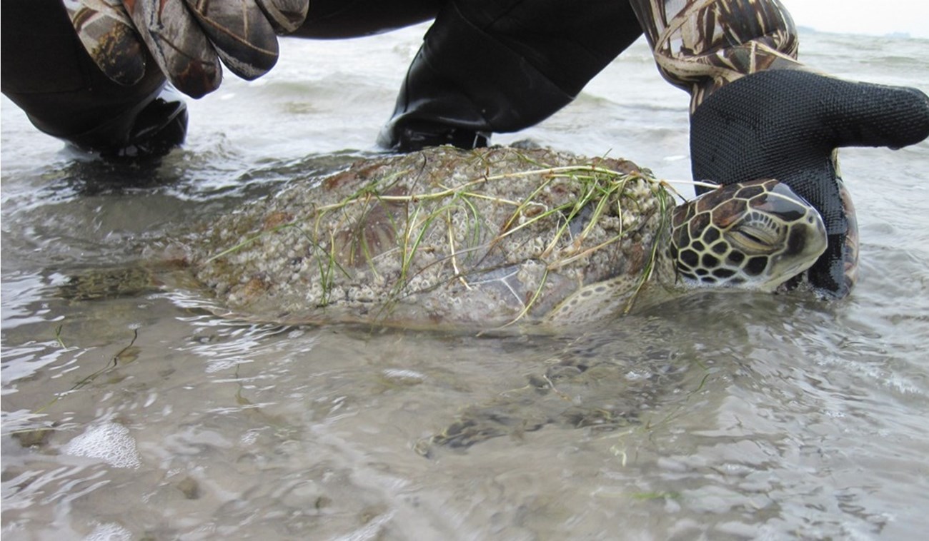 Shell Shocked Turtle Rescue