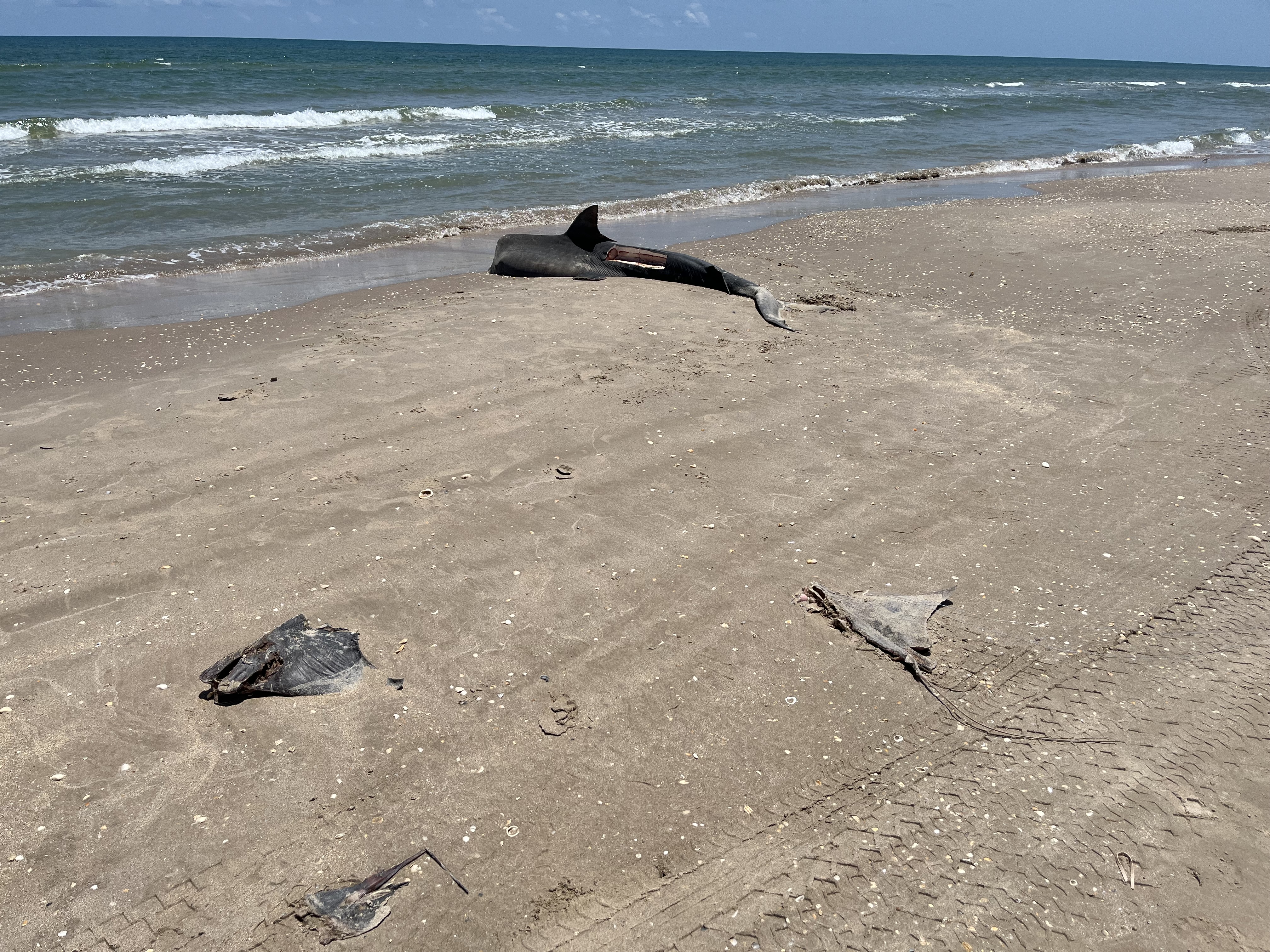 Decapitated Shark on Beach