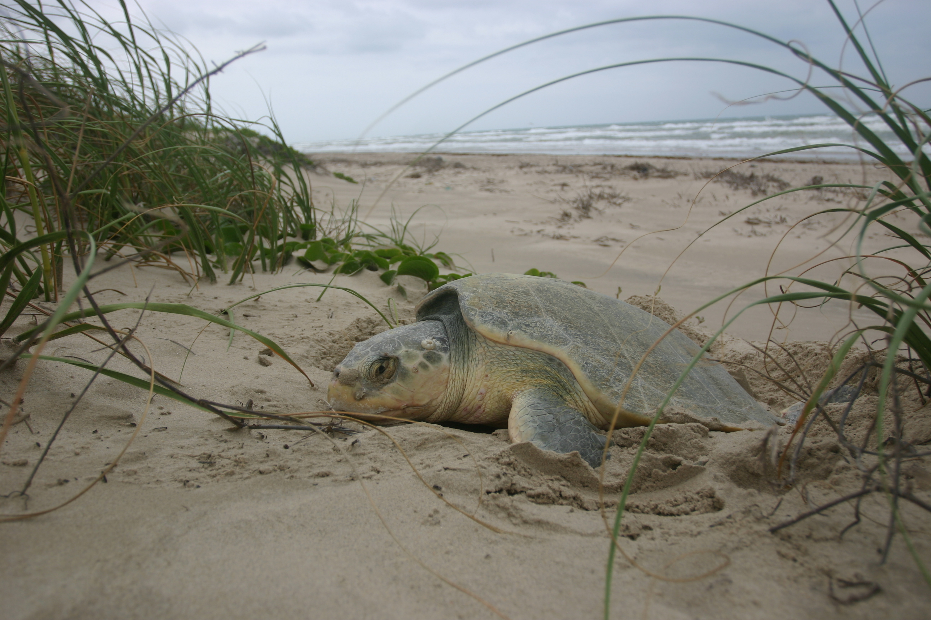 A adult sea turtle digging a nest in the sand.