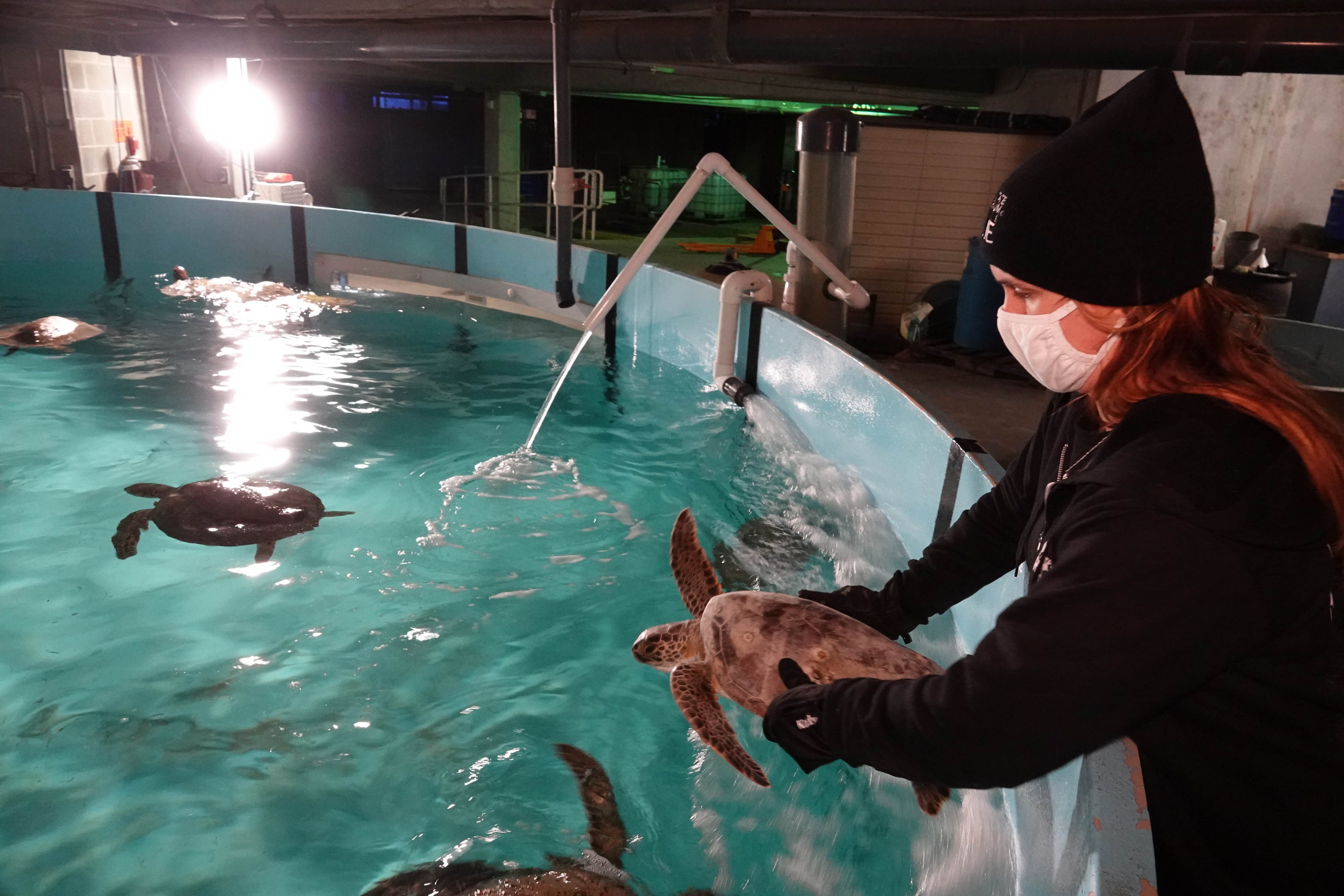 Texas State Aquarium Helps Cold-Stunned Sea Turtles from Padre Island  National Sea Shore - Padre Island National Seashore (. National Park  Service)