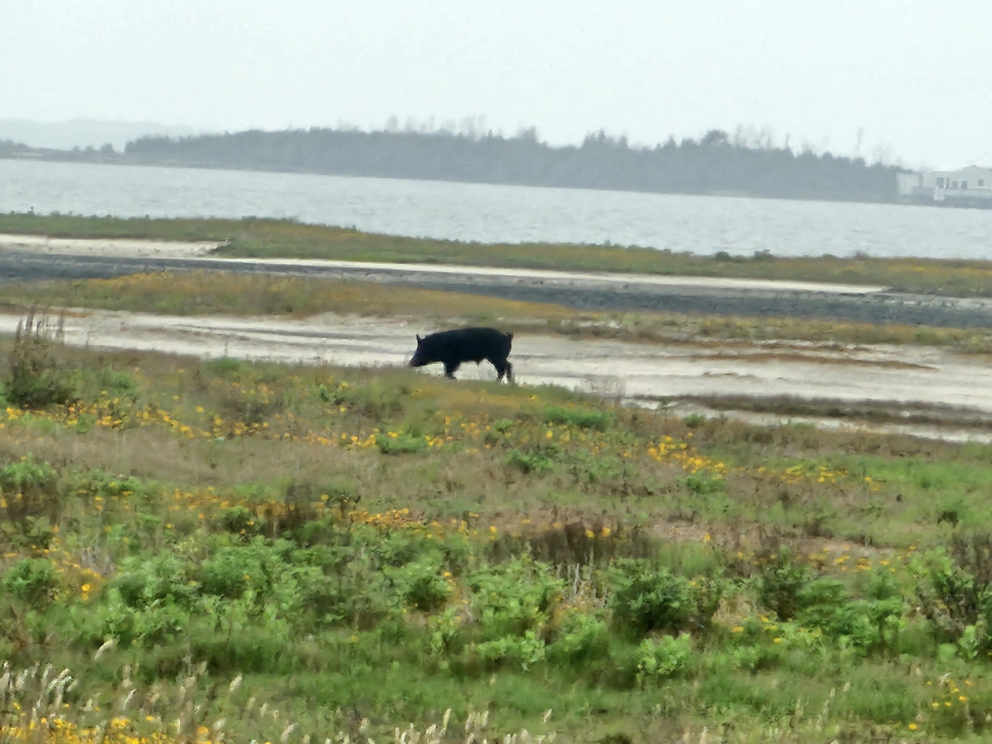 A hog along a shoreline