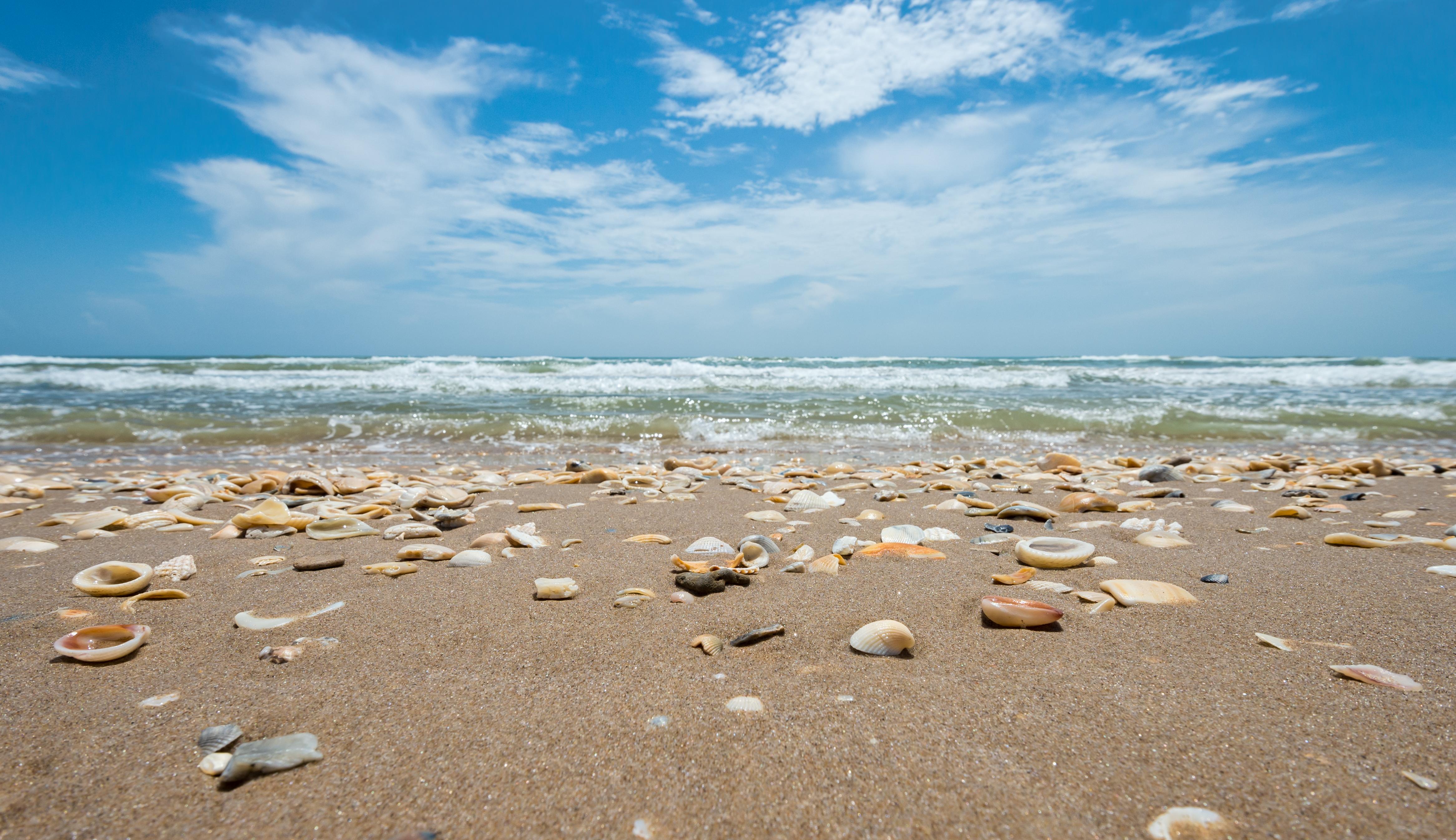 Seashells  Sea shells, Seashells photography, Ocean treasures