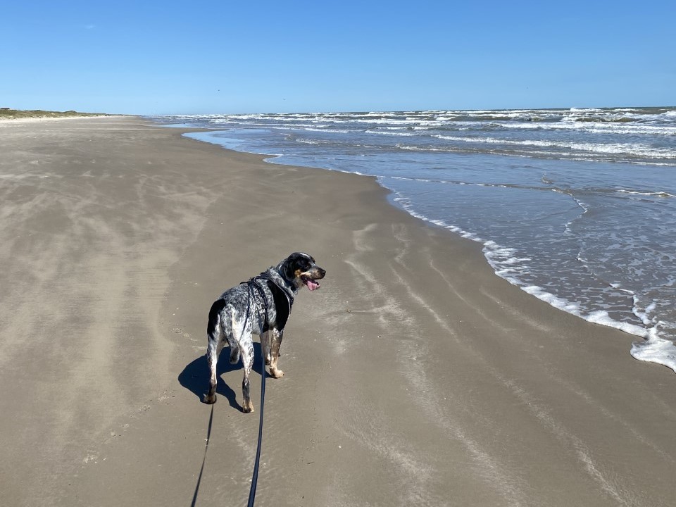 are dogs allowed on south padre island beaches