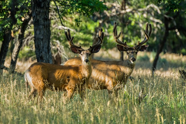Two bucks with antlers standing in tall grass surrounded by trees.