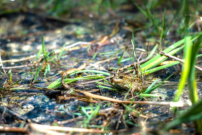An adult relict leopard frog surrounded by plant debris.