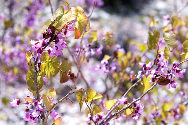 Redbud blossoms give way to light green heart shaped leaves.