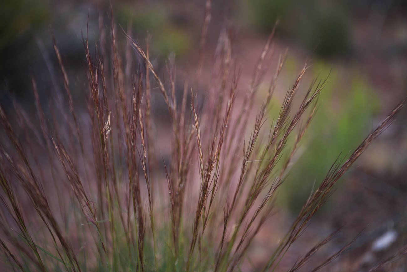 A close up view of purple threeawn seed heads