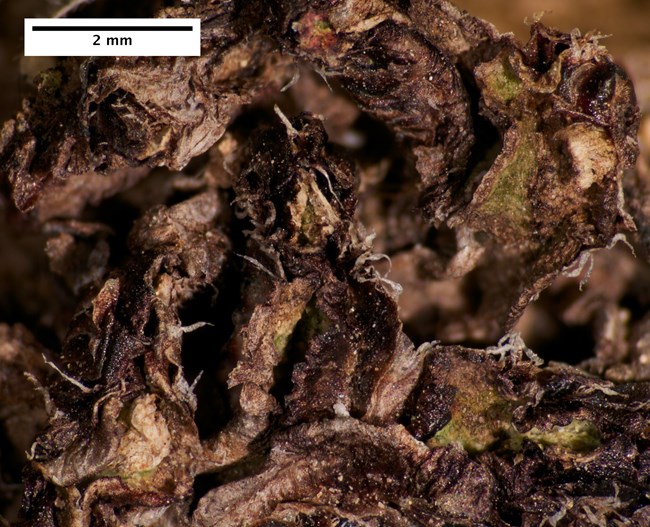 Brown withered leaves with a crinkly rough appearance and tiny elongate spore sacs.