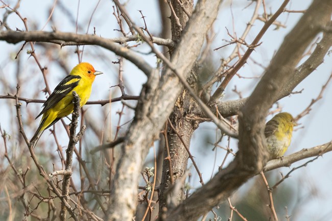 A male and female Western Tanager sitting on acacia tree branches.