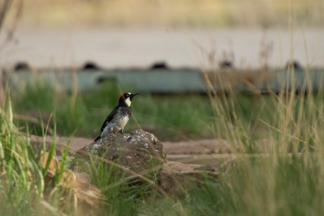 A black and white woodpecker with a red crown standing near a water tank that is low to the ground in tall grass.