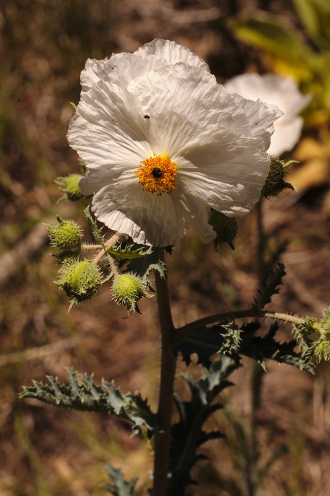 The white bloom of a crepe papery southwestern prickly poppy with a yellow and black center with spiky newly formed bracts awaiting bloom.