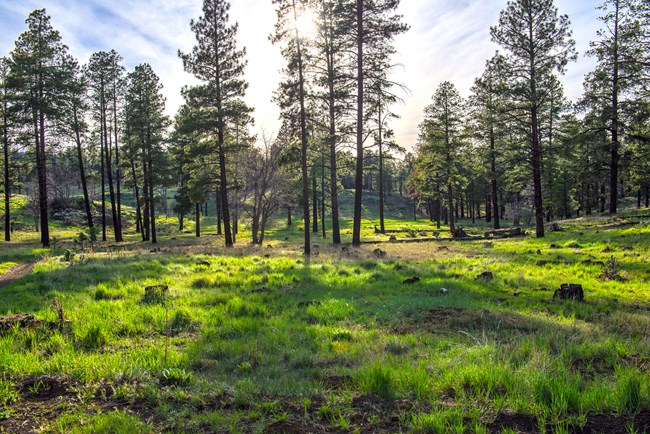Young ponderosa pines in a green meadow