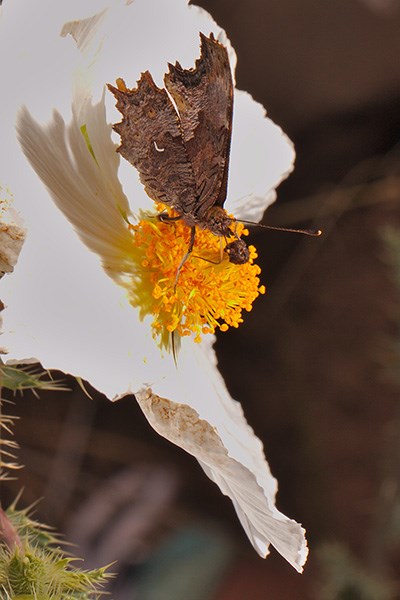 A grownish gray moth with serrated wings atop a prickly poppy.