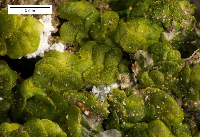 Clusters of green liverworts in file like structures.